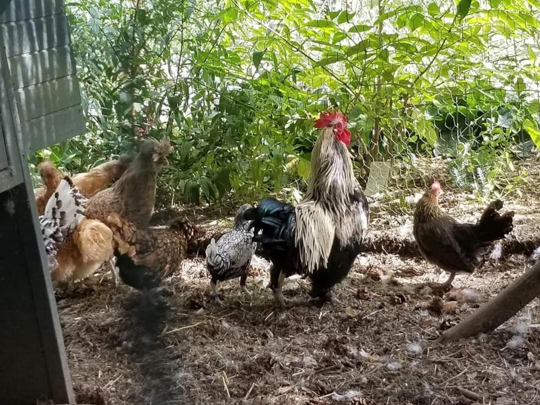 La Haie A Cerf Watronville Zewnętrze zdjęcie